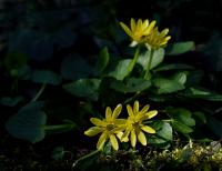 Orsej blatoucholistý (Ficaria calthifolia)