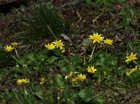 Orsej blatoucholistý (Ficaria calthifolia)