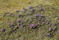 Koniklec velkokvětý (Pulsatilla grandis)