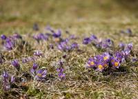 Koniklec velkokvětý (Pulsatilla grandis)