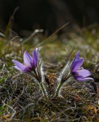 Koniklec velkokvětý (Pulsatilla grandis)