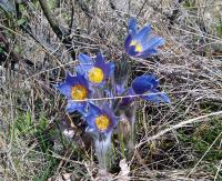 Koniklec otevřený (Pulsatilla patens)