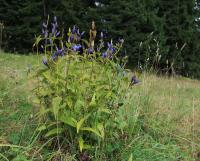 Hořec tolitovitý (Gentiana asclepiadea)