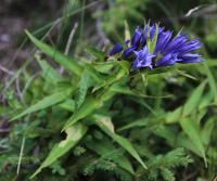 Hořec tolitovitý (Gentiana asclepiadea)