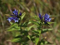 Hořec tolitovitý (Gentiana asclepiadea)