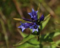 Hořec tolitovitý (Gentiana asclepiadea)
