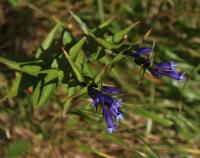 Hořec tolitovitý (Gentiana asclepiadea)