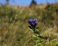 Hořec tolitovitý (Gentiana asclepiadea)
