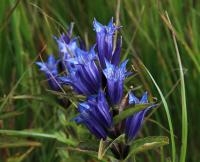 Hořec tolitovitý (Gentiana asclepiadea)