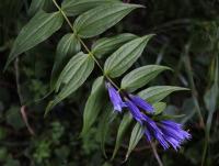 Hořec tolitovitý (Gentiana asclepiadea)