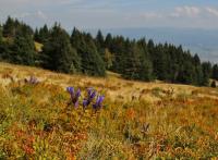 Hořec tolitovitý (Gentiana asclepiadea)