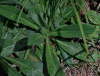 Jestřábník výběžkokvětý (Pilosella stoloniflora)