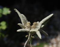 Plesnivec alpský (Leontopodium alpinum)