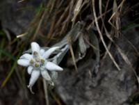 Plesnivec alpský (Leontopodium alpinum)