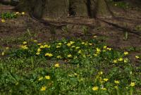 Orsej jarní (Ficaria verna)