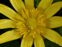 Orsej jarní (Ficaria verna)