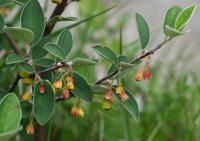 Skalník celokrajný (Cotoneaster integerrimus)