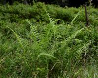 Pérnatec horský (Thelypteris limbosperma)