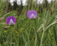 Hrachor chlupatý (Lathyrus hirsutus)