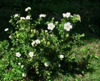 Mochnovec křovitý (Dasiphora fruticosa)