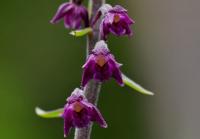Kruštík tmavočervený (Epipactis atrorubens)