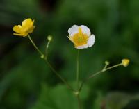 Pryskyřník prudký (Ranunculus acris)