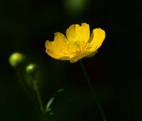 Pryskyřník prudký (Ranunculus acris)