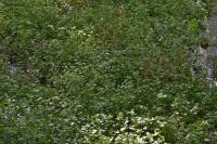 Potočnice lékařská (Nasturtium officinale)