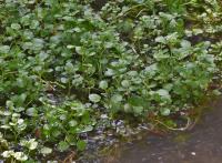 Potočnice lékařská (Nasturtium officinale)