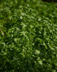 Potočnice lékařská (Nasturtium officinale)