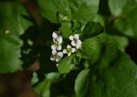 Potočnice lékařská (Nasturtium officinale)