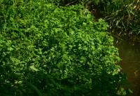 Potočnice lékařská (Nasturtium officinale)