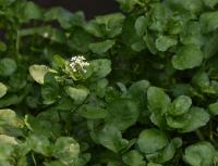 Potočnice lékařská (Nasturtium officinale)