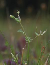 Ptačí noha maličká (Ornithopus perpusillus)