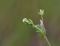 Ptačí noha maličká (Ornithopus perpusillus)