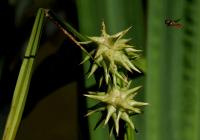 Ostřice Grayova (Carex grayi)