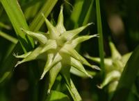 Ostřice Grayova (Carex grayi)