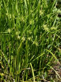 Ostřice Grayova (Carex grayi)