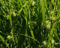 Ostřice Grayova (Carex grayi)