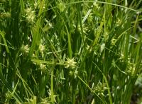 Ostřice Grayova (Carex grayi)