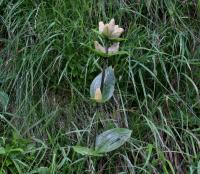 Hořec tečkovaný (Gentiana punctata)