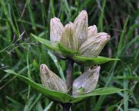 Hořec tečkovaný (Gentiana punctata)