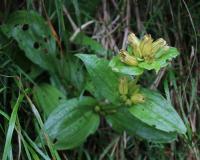 Hořec tečkovaný (Gentiana punctata)