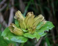 Hořec tečkovaný (Gentiana punctata)