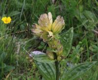 Hořec tečkovaný (Gentiana punctata)