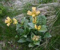 Hořec tečkovaný (Gentiana punctata)