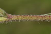 Hořčík jestřábníkovitý (Picris hieracioides)