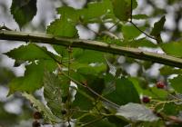Ostružiník statný (Rubus perrobustus)