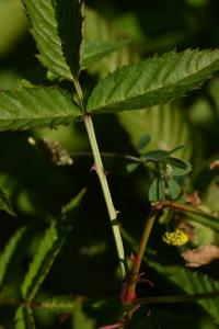 Ostružiník jahodnatý (Rubus illecebrosus)