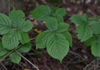 Ostružiník struhákový (Rubus radula)